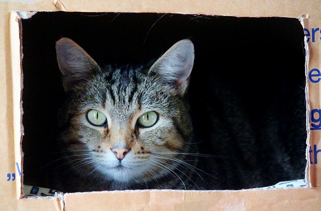El gato y la mudanza. Una tarea desalentadora pero factible¿Tiene