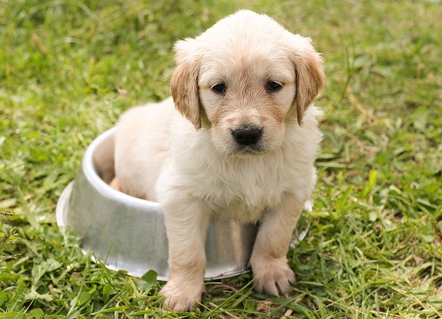 ¿Qué dar de comer a su perro, qué es lo mejor para él?