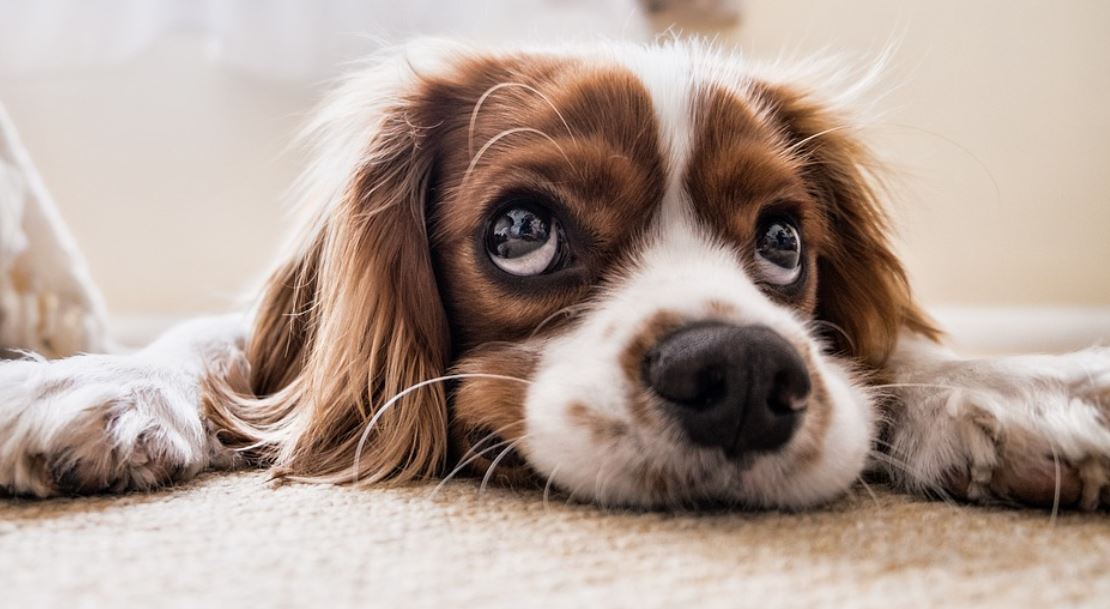 Si le pasa algo a tu mascota, es mejor ir al veterinario enseguida